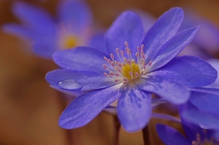 Drop of water - drop, flower, water, purple