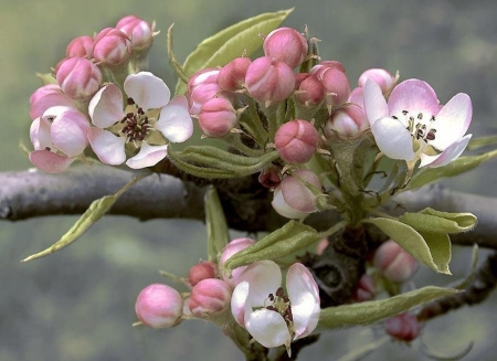 flower - nature, tree, buds, flower