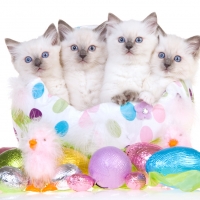 Easter Kittens