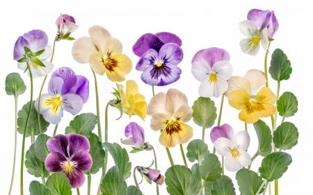 Pansies - white, yellow, purple, green, pansy, spring, texture, flower