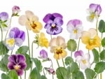 Pansies