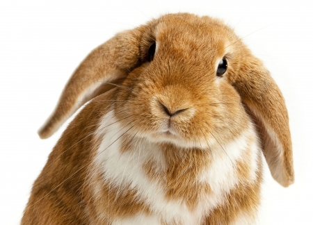 Bunny - easter, white, rabbit, brown, funny, cute, bunny