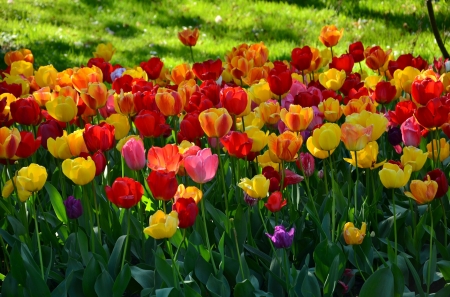 Tulips! - tulips, flower, colour, nature