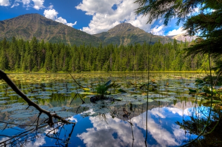 Glacier National Park, Montana - firs, water, reflection, landscape, clouds