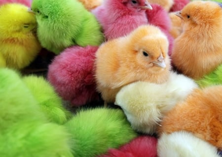 Colorful chicks - pink, cute, bird, spring, chicken, easter, chicks, rainbow, orange, colorful, green