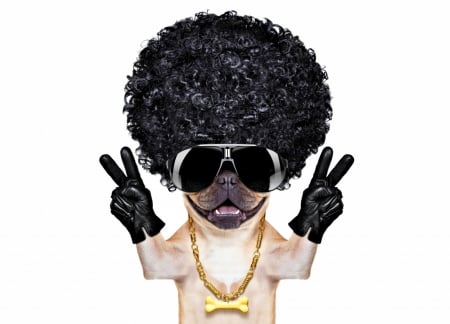 Funny dog - puppy, hair, sunglasses, funny, gloves, creative, black, white, caine, dog, cute