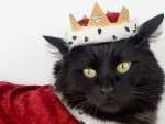 King Cat