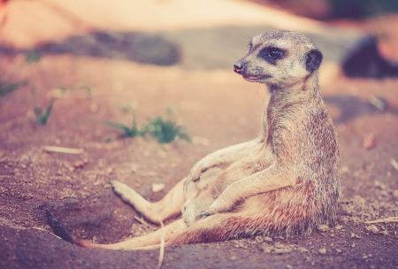 Time for a sit down :) - relax, animal, photo, meerkat