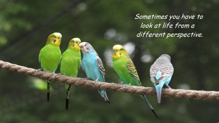 A Different Perspective - parakeet, rope, bird, looking