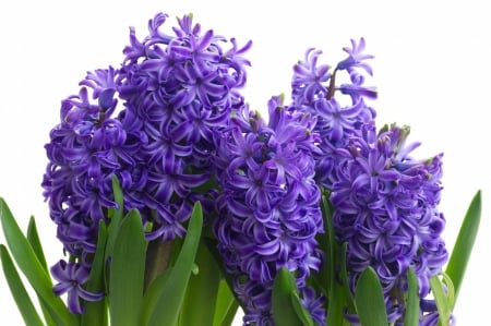 Spring Violet Hyacinths - flowers, purple, Spring, Hyacinths, violet, Easter