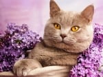 Cat among purple flowers