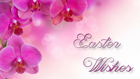 Orchid Easter Wishes FC - Sunday, occasion, beautiful, photography, March, photo, Easter, wide screen, holiday, orchids