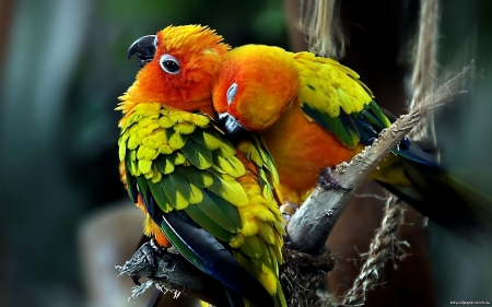 lovebirds - parrots, branch, tree, lovebirds