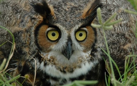 hoot owl - owl, bird, grass, hoot