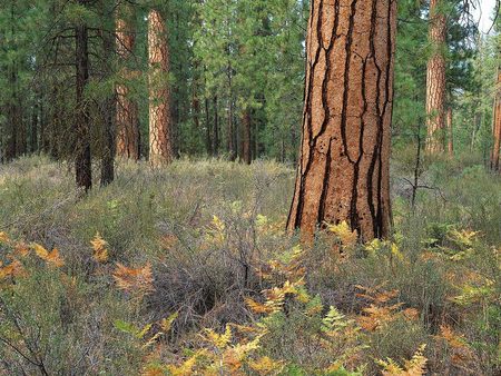 FORESTS 2 - greenery, landscape, trees, nature, tall, huge, green