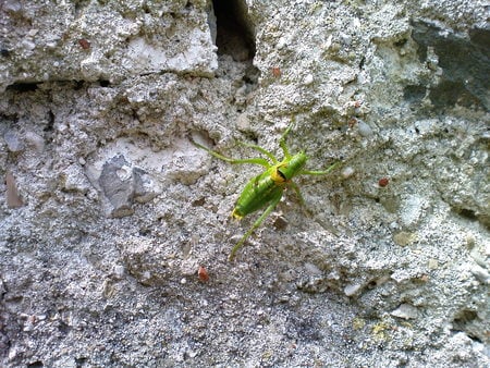 Orthoptera on wall - orthoptera