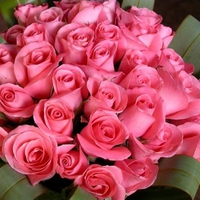 A Dozen Pink Roses