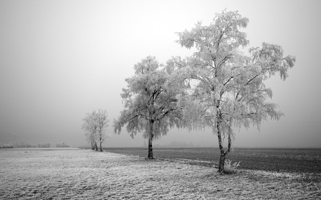 Trees - tree, snow