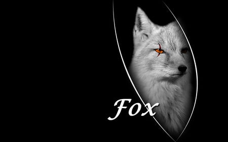 Fox - mateus soave, fox, background, photoshop