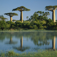 Baobab Trees Reflected in Wetlands - Madagascar