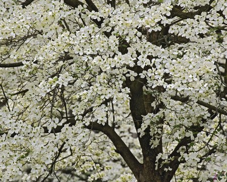 Giant Flowering Dogwood, Kentucky - dogwood, tree, kentucky