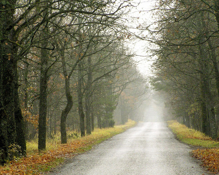 Morning Excursion - road