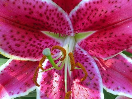 Lilium 'Starfighter'  - close-ups, flowers, lilies, gardens