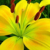 Lilium 'Sunray"