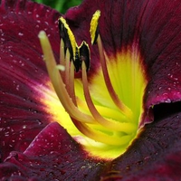 Daylily 'Bella Lugosi'