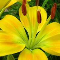 Oriental Lily