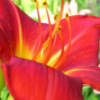 Daylily Anzac