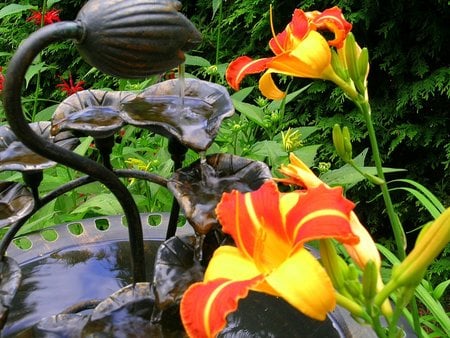 Daylily 'Franz Halls' - flowers, close-ups, blooms, gardens, daylily