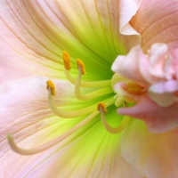 Daylily 'Barbara Mitchell'