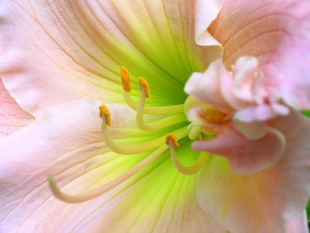 Daylily 'Barbara Mitchell' - flowers, close-ups, blooms, gardens, daylily