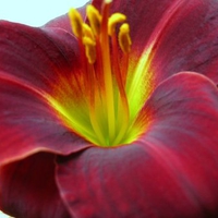 Daylily 'Anzac'