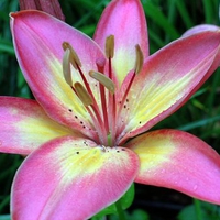 Lily 'Jacqueline'