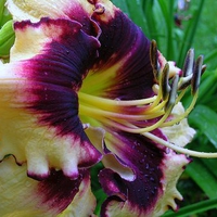 Daylily 'Sabine Bauer'