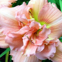 Daylily 'Yazoo Jim Terry'