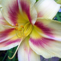 Daylily 'Arkansas'