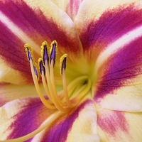 Daylily