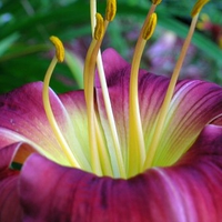 Daylily