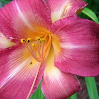 Daylily