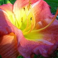 Daylily 'Ship Shape'