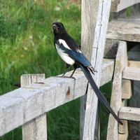 Magpie on a Fence