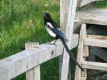 Magpie on a Fence