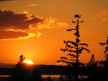 Orange Sky - evergreen, whidbey island, sky, cloud, orange, tree, sunset