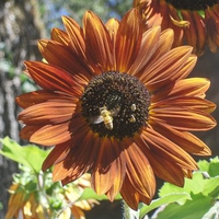 Drone bee and baby bees