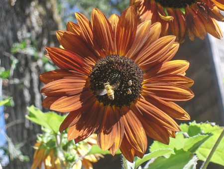 Drone bee and baby bees - bees, flowers, garden, insects