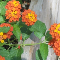 Small flowers in garden