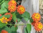 Small flowers in garden